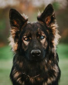 a close up of a dog looking at the camera