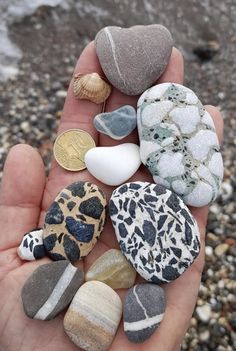 Beach stones. Collection of Lory Adry. Petoskey Stone Tattoo, Shells Aesthetic, Polished Rocks, Sea Stones, Rock Hunting, Rocks And Fossils, Rock And Pebbles, Beach Rocks, Pretty Rocks