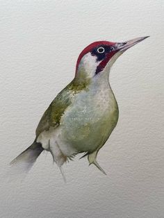 Picus Viridis - Green Woodpecker - a favourite bird Woodpecker Watercolor, Green Woodpecker, Runner Ducks, Gifts For Yourself, Watercolor Pet Portraits, Graphite Drawings, Unique Paintings, Bird Drawings, Custom Watercolor