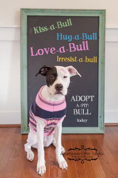 a dog wearing a sweater sits in front of a sign that says kiss - a - bull