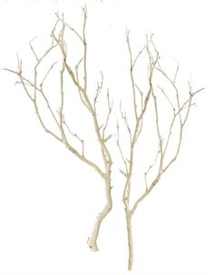 a bare tree with no leaves is shown in front of a white wall and floor