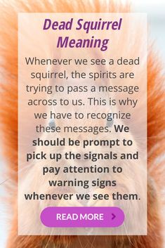 The dead squirrel spiritual meaning and symbolism for our lifes. What does it mean when you find a dead squirrel in your backyard, on your doorstep and in the streep. The spiritual messages and meanings from this dead animal. Squirrel Meaning, Dead Squirrel, Spiritual Animals, Dead Animals, Animal Meanings, Spiritual Messages, Brain Food, Spiritual Meaning