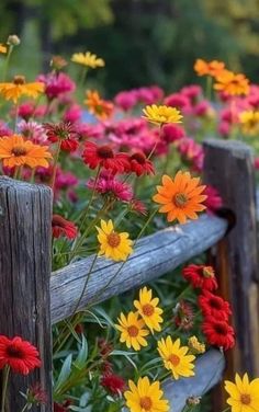 colorful flowers growing on the side of a wooden fence