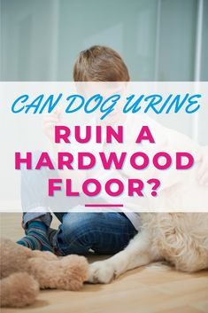 a boy sitting on the floor with his dog and text that reads can dogs survive run a hardwood floor?