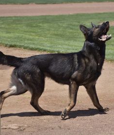 a black and brown dog standing on top of a dirt field