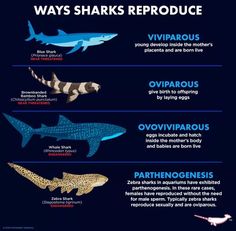 the different types of sharks that can be found in the ocean or sea creatures, including shark