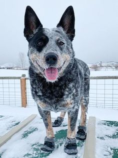 a dog standing in the snow with its mouth open