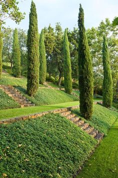 an image of a beautiful garden setting with trees and steps in the grass, surrounded by greenery