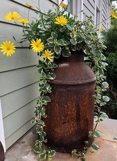 yellow flowers are growing out of an old rusted metal container on the side of a house