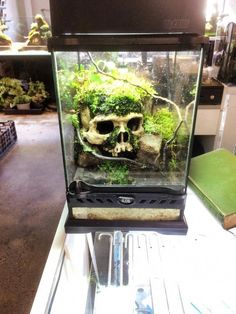 there is a skull in the aquarium with moss growing out of it's head