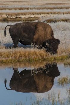 an animal that is standing in the grass by some water with its reflection on it's surface