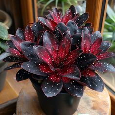 a red and black flower sitting on top of a wooden table