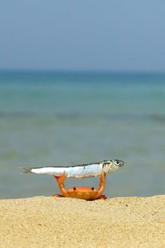 an orange and white toy crab on the beach with water in the backgroud