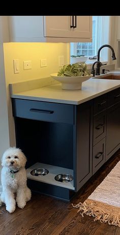 a small white dog sitting in front of a kitchen sink