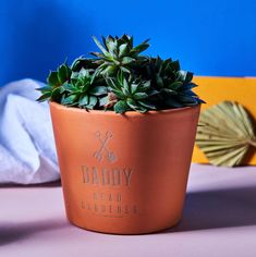 a potted plant sitting on top of a table