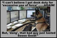 a dog sitting in front of three computer monitors