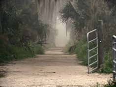 an open gate leading to a dirt road with palm trees on both sides and fog in the air