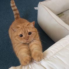 an orange cat standing on its hind legs and pawing at the camera with it's front paws