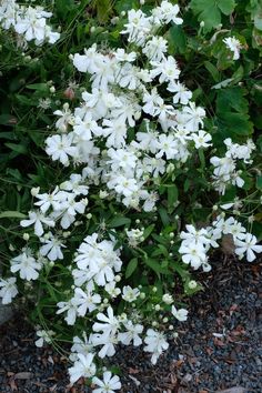 some white flowers are growing on the ground