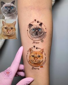 two cats on the arm and one cat with blue eyes are shown next to each other