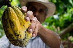 an older man holding up a yellow fruit in his right hand while wearing a hat