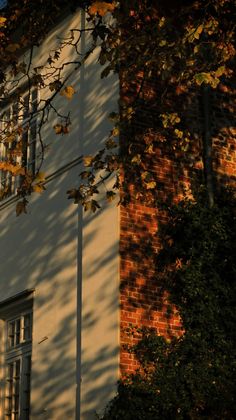 the shadow of a building is cast on the side of it's wall and tree