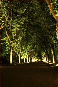 the trees are all lined up along the road