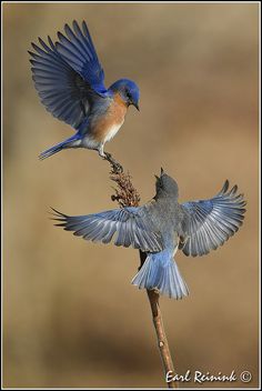 Wild Birds Photography, Eastern Bluebird, Blue Birds, Nature Birds, Bird Pictures, Exotic Birds, Paint By Numbers, Bird Drawings, Pretty Birds