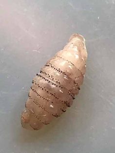 a close up of a caterpillar on a white surface