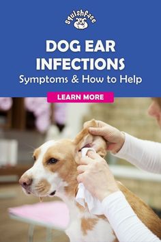 a woman grooming a dog's ear with the title, dog ear infections symptons and how to help