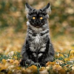 a black and white cat is sitting in the grass looking at the camera with yellow eyes