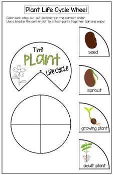 the plant life cycle worksheet for kids to learn how to grow and use