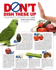 a green parrot sitting on top of a plate next to vegetables and fruit with the words don't dish these up