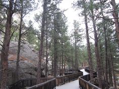 a wooden walkway surrounded by tall pine trees