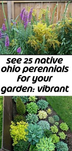 a garden with purple flowers and green plants in the middle, text overlay reads see 25 native ohio perennials for your garden vibrant