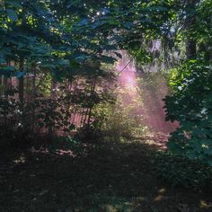 the sun is shining through the trees in the woods