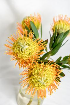 two yellow flowers in a glass vase on a white background