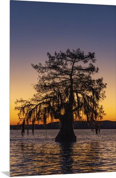 a large tree sitting in the middle of a body of water at sunset or dawn