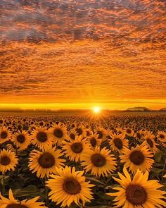 the sun is setting over a large field of sunflowers