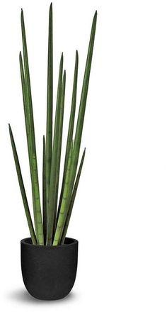 a green plant in a black pot on a white background