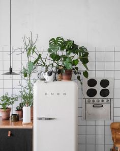 a white refrigerator sitting next to a potted plant on top of a wooden table