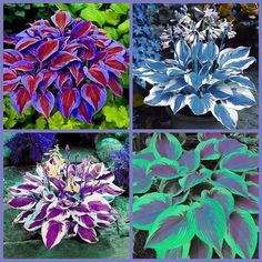 four different types of flowers are shown in this collage, each with purple and green leaves