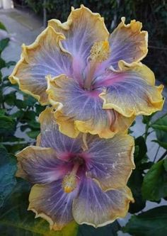 two purple and yellow flowers with green leaves