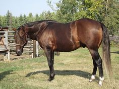 a large brown horse standing on top of a lush green field next to a wooden fence