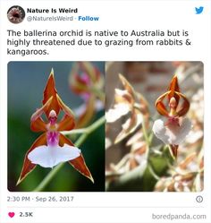 an image of two flowers that are on twitter