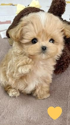 a small brown dog sitting on top of a bed next to a teddy bear hat