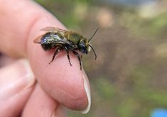 a close up of a person holding a small insect