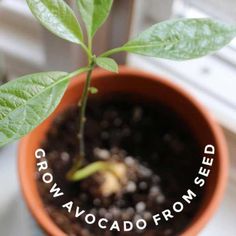 If you’ve been trying to root avocado seeds by suspending them over a glass of water with toothpicks, there is an easier way. I’ll show you a no-fuss way to root avocado pits to create new houseplants. Grow Honeysuckle, Growing Avocados, Grow Avocado From Seed, Avocado From Seed, Grow Mango, Propagation Methods