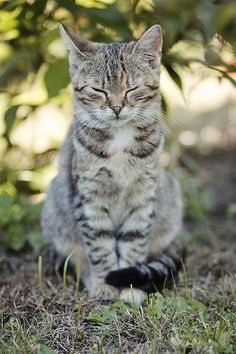 a cat sitting in the grass with its eyes closed