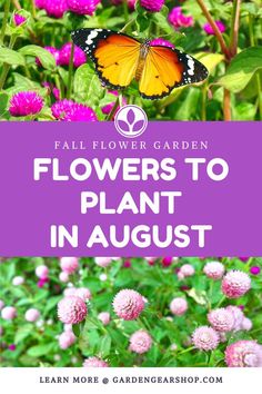 flowers to plant in august with text overlay reading fall flower garden flowers to plant in august